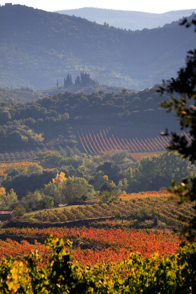 Languedoc vines in autumn
