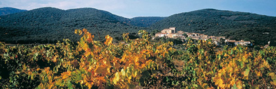 Village and vines